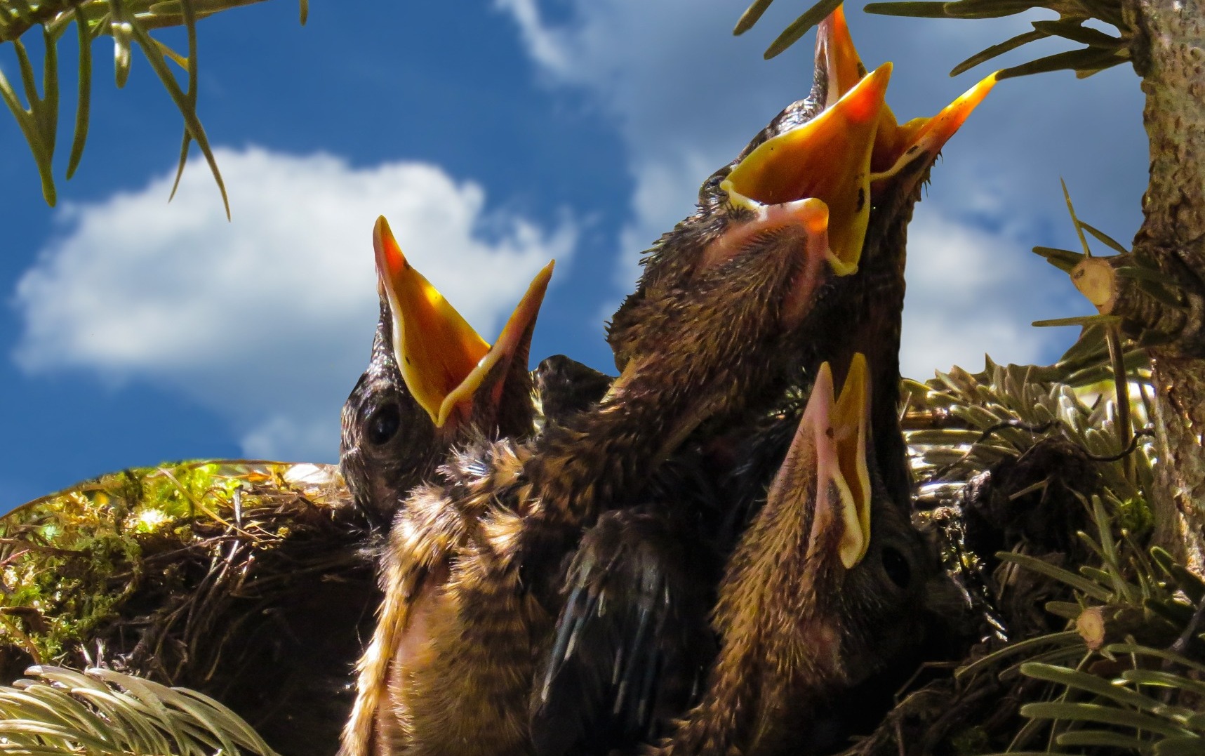 6 Ro n k Angli tina 3 A 6 Ro n k Angli tina 3 A